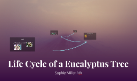 Eucalyptus Tree Life Cycle