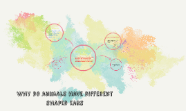 Why do animals have different shaped ears by Nathan Madden on Prezi