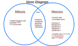 Differences Between Mitosis And Meiosis Venn Diagram Elim. mitosis vs meios...