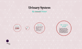 How does the digestive system help maintain homeostasis by Anouk Victor