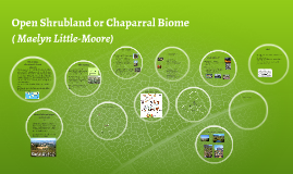 Open Shrubland Biome by Maelyn Rose on Prezi