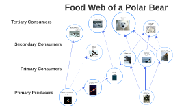 Food Web of a Polar Bear by Aaditya Shah on Prezi