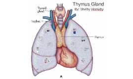 Thymus Gland by Shelby Hornsby on Prezi