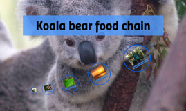 Koala bear food chain by abigail stanbro on Prezi