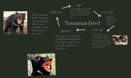 Tasmanian Devil - Life Cycle by Thomas Graham on Prezi tasmanian devil diagram 
