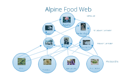 Copy of Alpine Food Web by Jens Hansen on Prezi