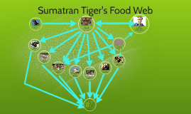 Food Web Sumatran Tiger by Parmeet Gahunia on Prezi diagram of the food chain 