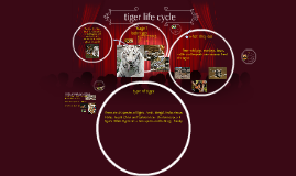Tiger Life Cycle Chart