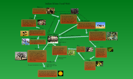 Javan Rhino Food Web