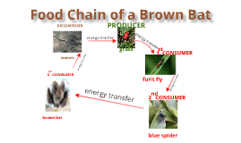 Food Chain of a Brown Bat by renee conrad on Prezi