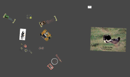 Anatomy of skunk by Mitchell Barg on Prezi