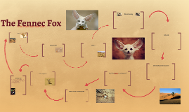 Life Cycle Of A Fennec Fox