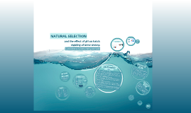 Natural Selection Lab: Brine Shrimp By Bedard On Prezi