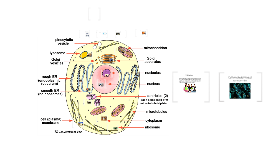 Cell Structure Analogy Project by Quinn Sheridan on Prezi