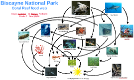 Coral Reef Food Web Pictures to Pin on Pinterest - PinsDaddy