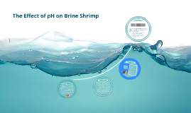 The Effect of pH on Brine Shrimp by Frankie R on Prezi