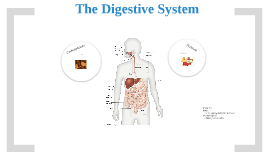 journey through the digestive system essay Continue the capsule journey through the digestive system observing the colon a journey through the intestine - teacher’s guide (human biology. journey through the digestive system essay Continue the capsule journey through the digestive system observing the colon a journey through the intestine - teacher’s guide (human biology.