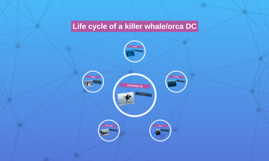 Life Cycle of a killer whale/orca whale by Mrs Andrus on Prezi