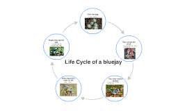Bird Life Cycle Diagram