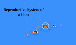 Reproductive System of a Lion by Sarah Freeman on Prezi