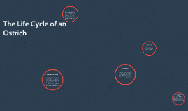 The Life Cycle of an Ostrich by Ryan Ingram on Prezi