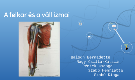 A felkar és a váll izmai by Kinga Szabó on Prezi