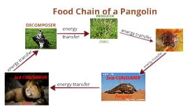 Pangolin Food Web Biology Diagrams