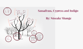 sassafrass cypress and indigo