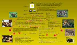 Baboons Mandrill Food Web by Brayden Lo on Prezi