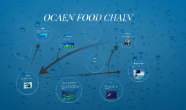 Swamp Food Chain by Steven Huang on Prezi