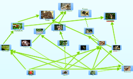 Madagascar food pyramid by Courtney Slavic on Prezi