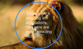 Lion adaptations by Clayton Hunter on Prezi