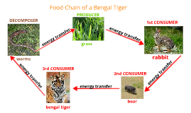 Tiger Food Chain Diagram