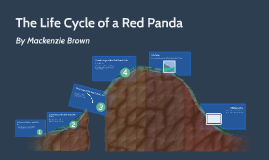 The Life Cycle of a Red Panda by MACKENZIE BROWN on Prezi