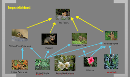 Taiga Biome Food Web by Anthony Tran on Prezi