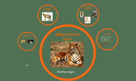 prezi tiger