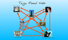 Food Web for Taiga by Madison Thomason on Prezi