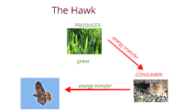 tailed Hawk by marie renner on Prezi Biology Diagrams