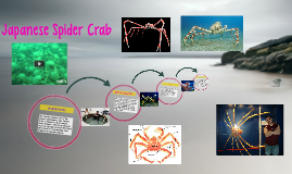 japanese crab spider prezi