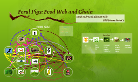 Pig Food Chain