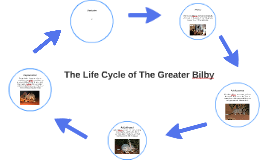 Gestation by Ashleigh Maynard on Prezi