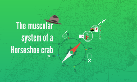 Crab Muscular System 22