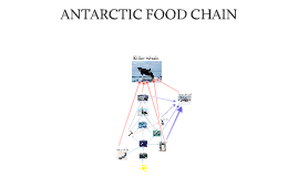 ANTARCTIC FOOD CHAIN by asad hemani on Prezi Biology Diagrams