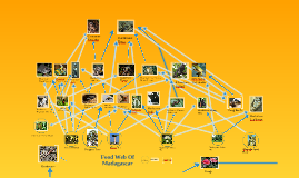 Copy of Madagascar Food Web by Amber Bremer on Prezi