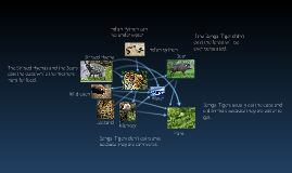 Bengal Tiger Food Web by angel garcia f. on Prezi