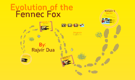 Life Cycle Of A Fennec Fox