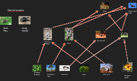 The Australian Outback Food Web by Elizabeth Mitchell on Prezi