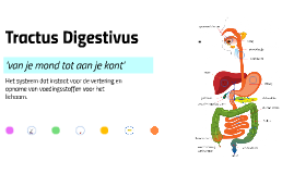 Tractus Digestivus by Esmeé Schepers on Prezi