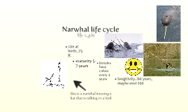 Narwhal Life Cycle Diagram