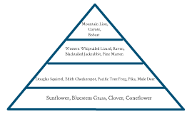 Temperate Grasslands Energy Pyramid By Ingrid W On Prezi